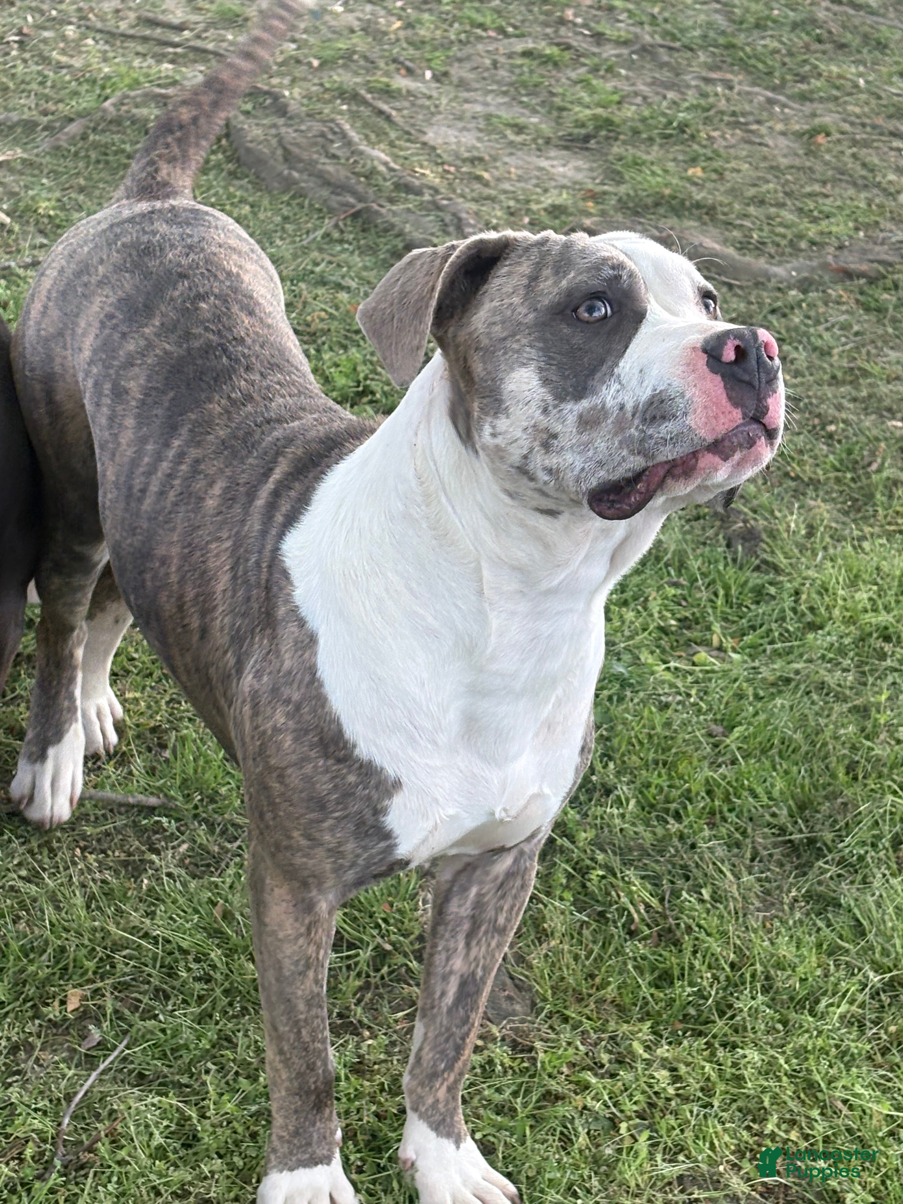 Mixed Breed dogs Zophia - Ad 2