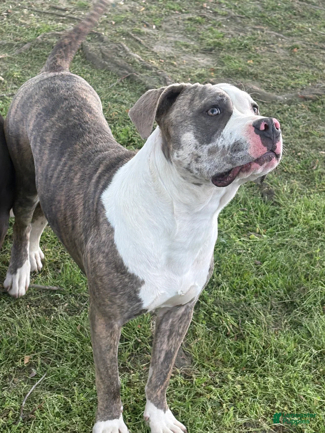 Mixed Breed dogs for sale: Zophia - Ad 2