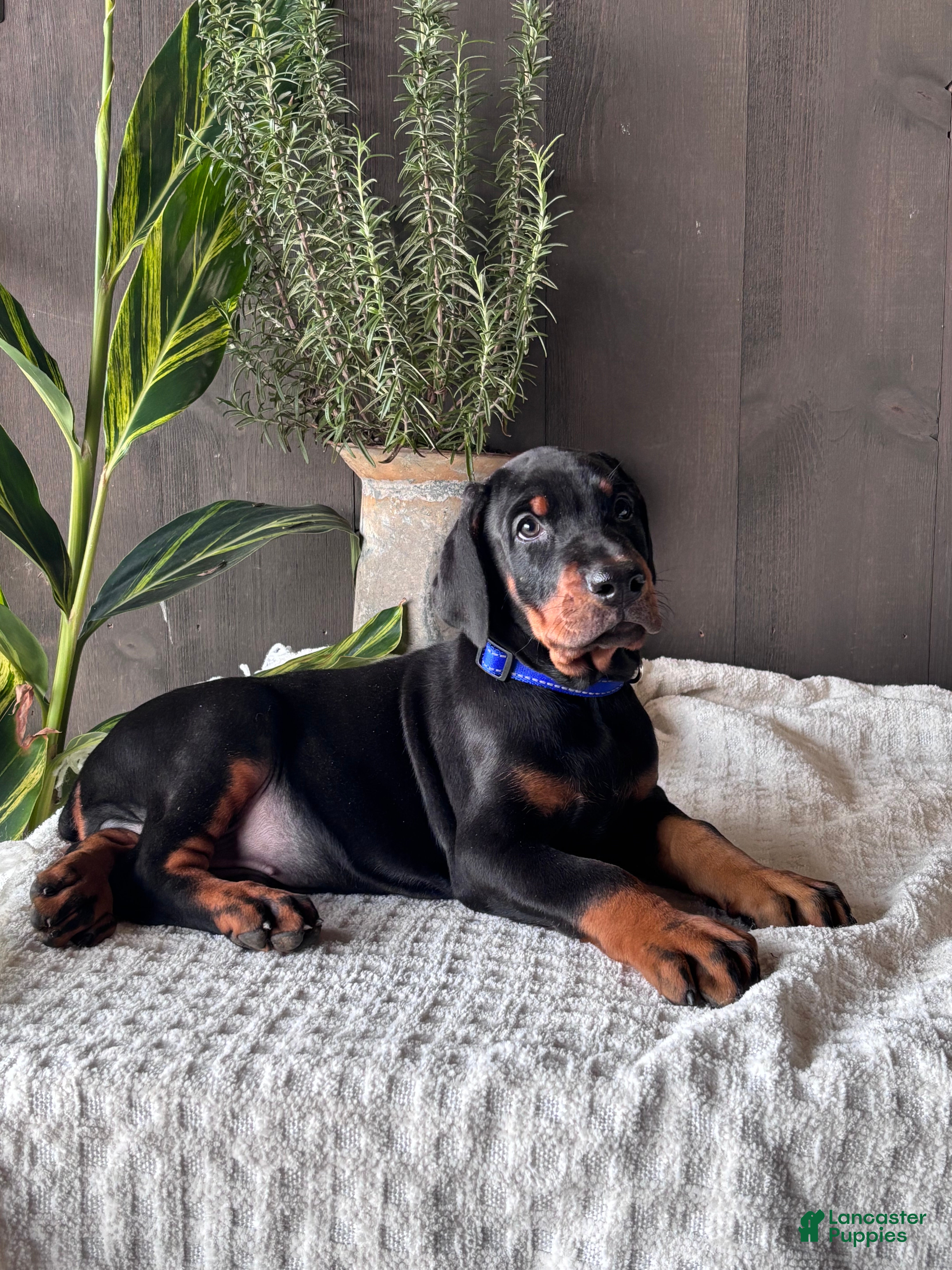 Doberman Pinscher dogs Tango - Ad 2