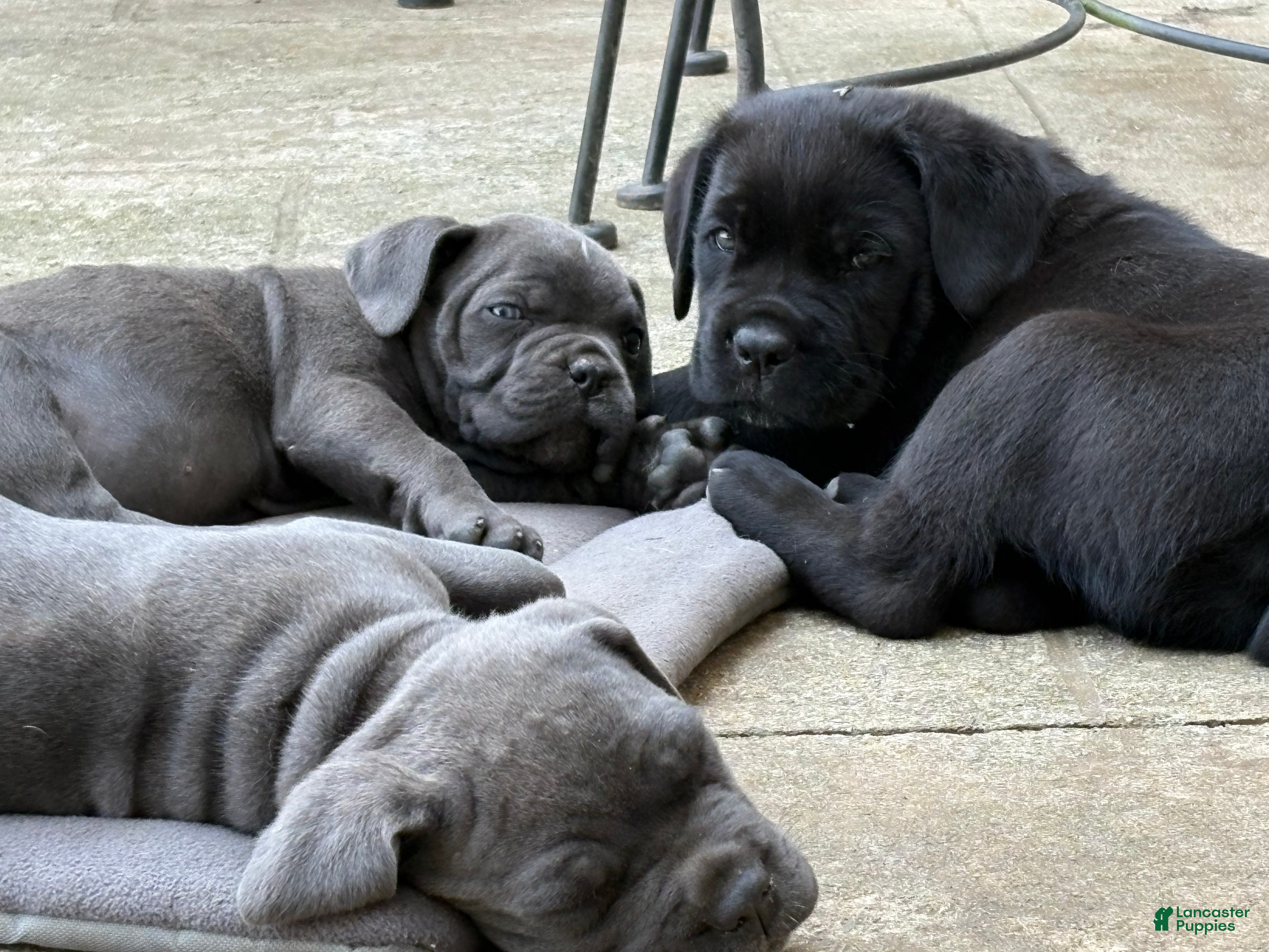 Cane Corso dogs Cane Corso 2 - Ad 2