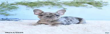 Georige