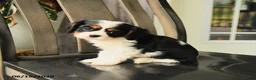 Cavalier King Charles Spaniel dogs for sale: Spencer - Ad 2