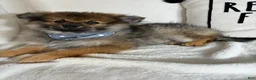 Pomeranian dogs for sale: Prince - Ad 3