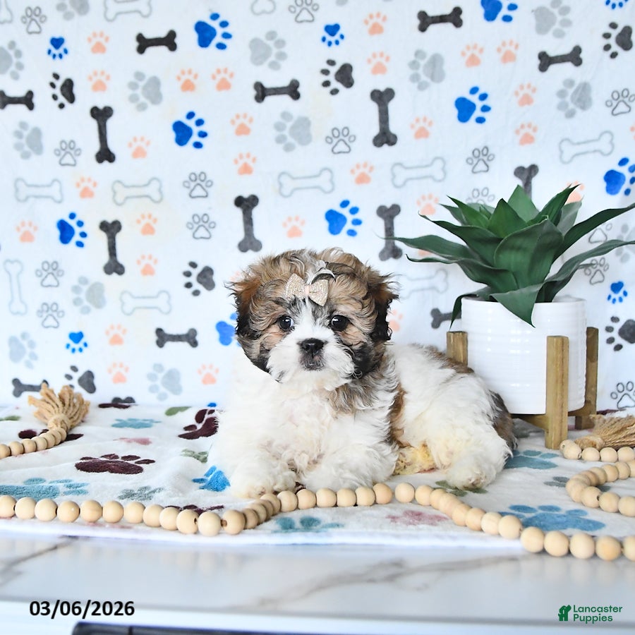 Shihpoo dogs Ariel  - Ad 1