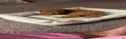 Cavapoo dogs for sale: Cross - Ad 4