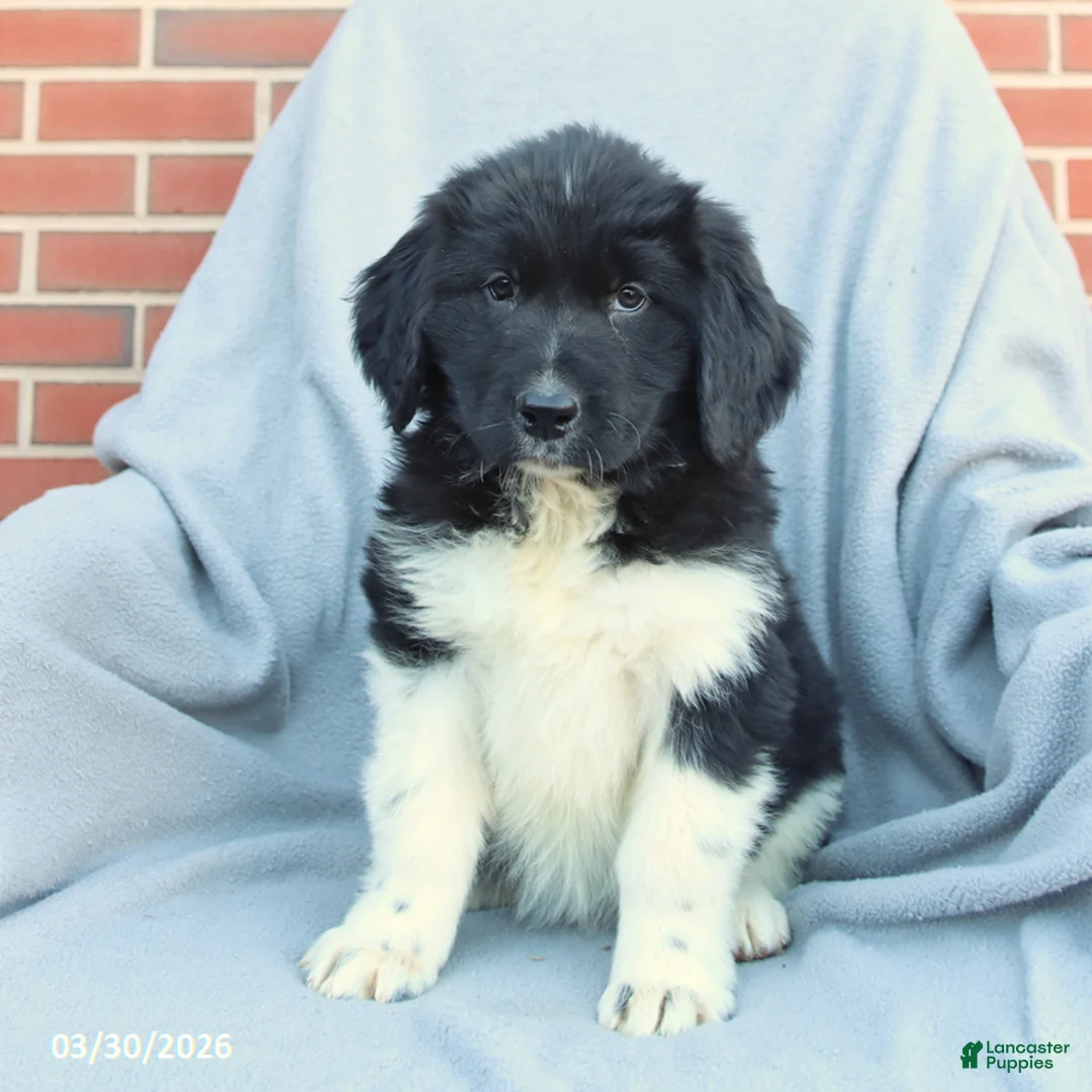 Newfoundland dogs for sale: Molly - Ad 3