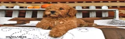 Goldendoodle dogs for sale: Becky - Ad 5