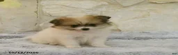 Pomeranian dogs for sale: Lily - Ad 2