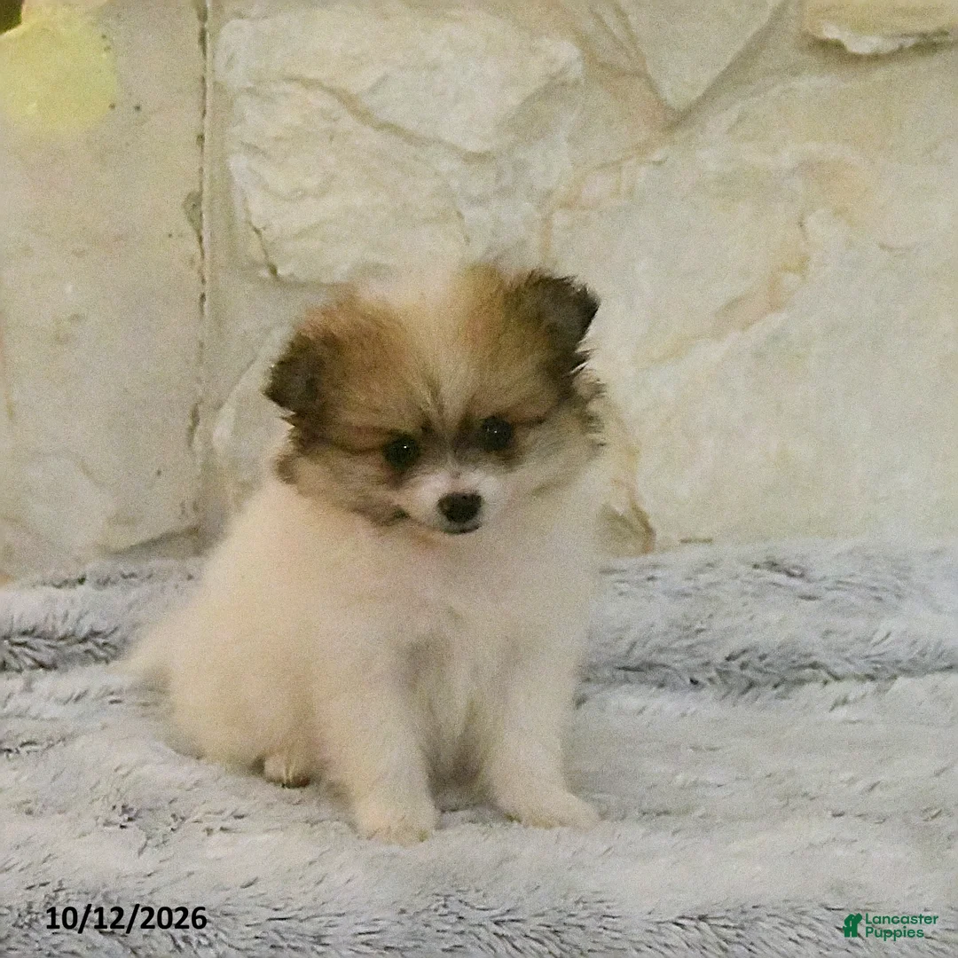 Pomeranian dogs for sale: Lily - Ad 2