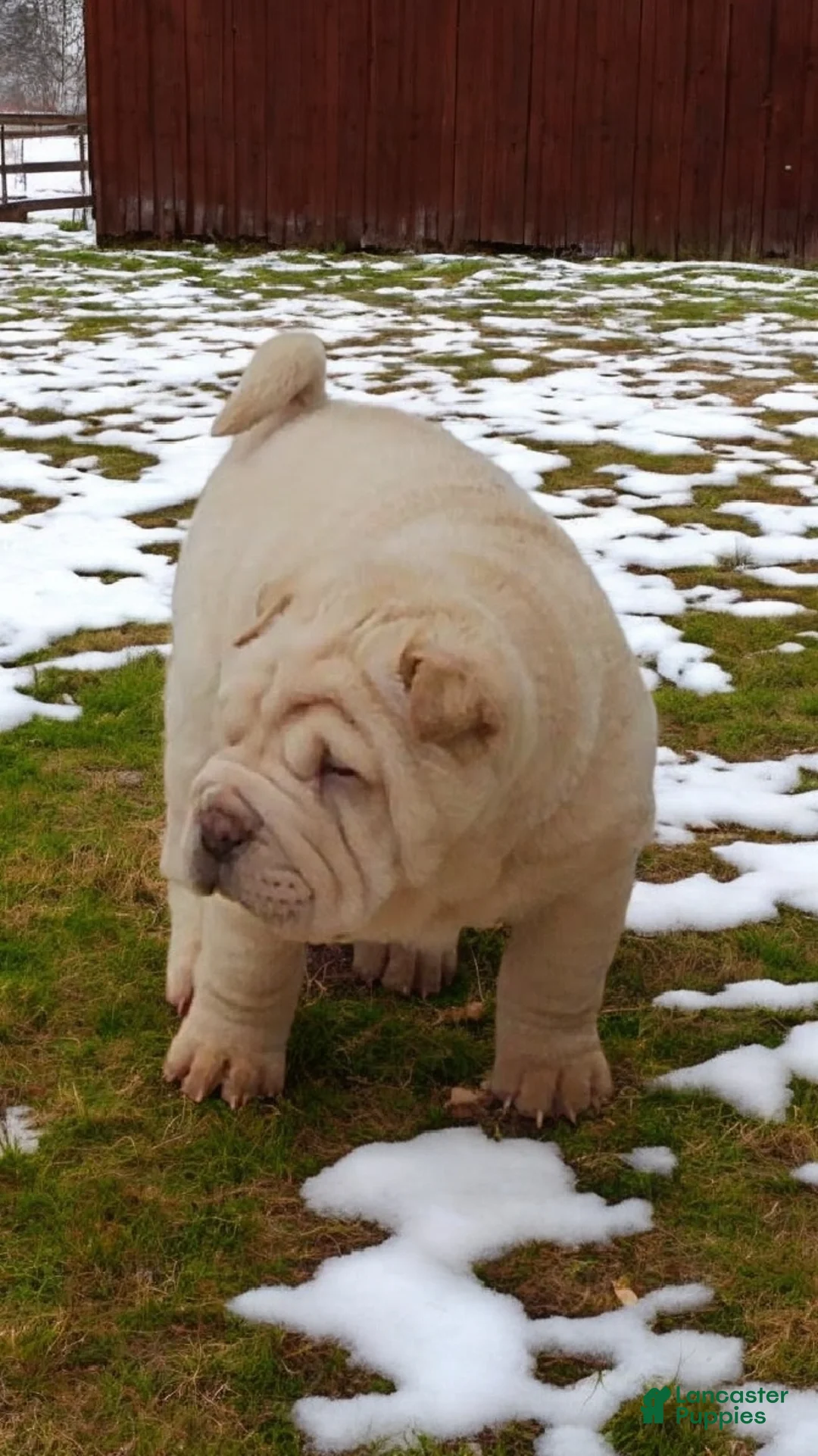 Shar Pei dogs for sale: Flurries mini  - Ad 26