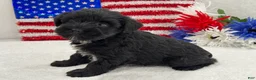 Miniature Schnauzer dogs for sale: Piper Female 2 - Ad 4