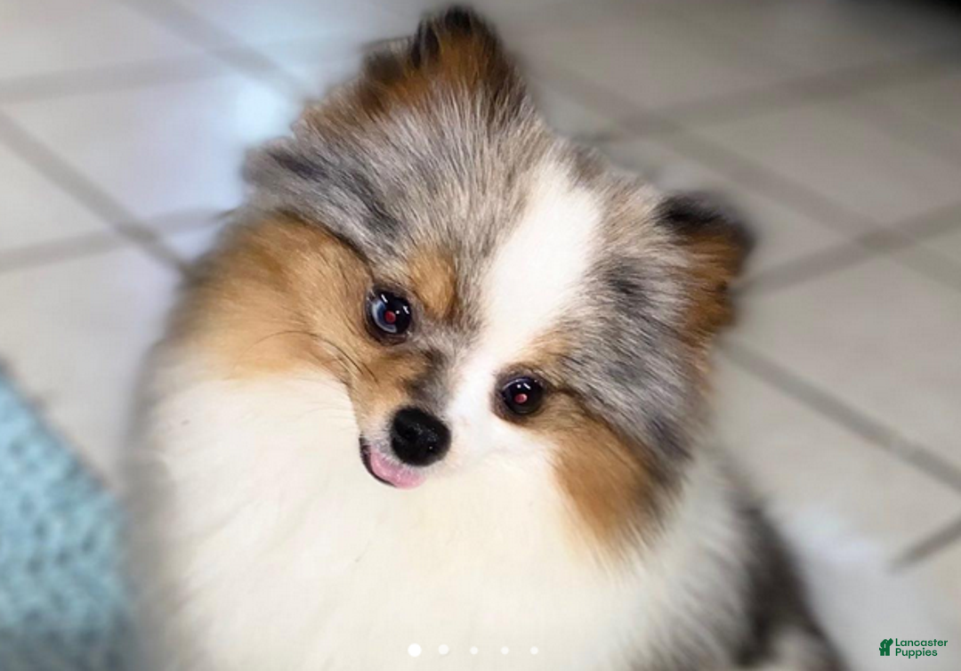 Pomeranian dogs for sale: Timber - in love - Ad 6