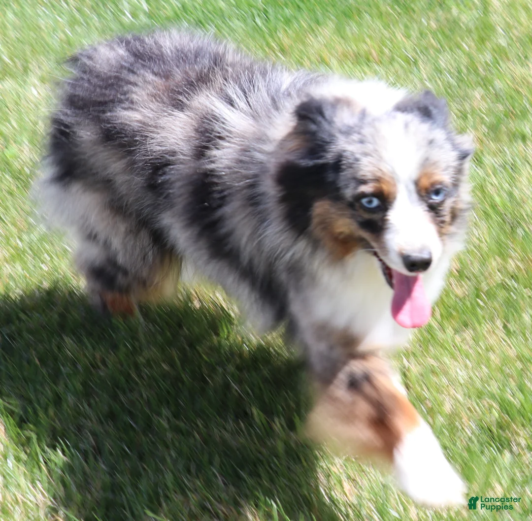 Toy Australian Shepherd dogs for sale: Captain a red tri male - Ad 8