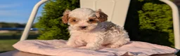 Cavapoo dogs for sale: Stella - Ad 4