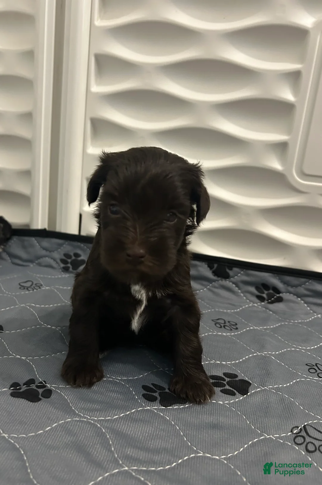 Miniature Schnauzer dogs for sale: Miniature Schnauzer 4 - Ad 2