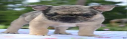 Mixed Breed dogs for sale: Tanka  - Ad 13