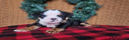 English Bulldog dogs for sale: Easton - Ad 15