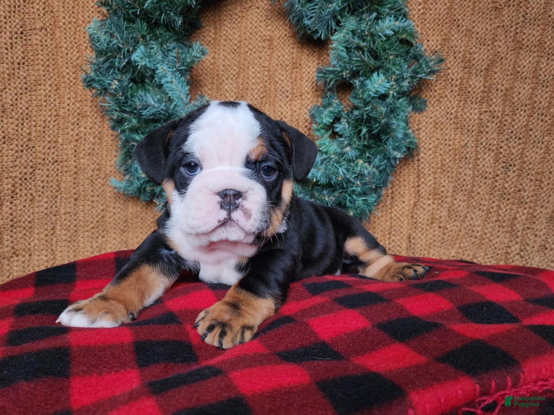 English Bulldog dogs for sale: Easton - Ad 15