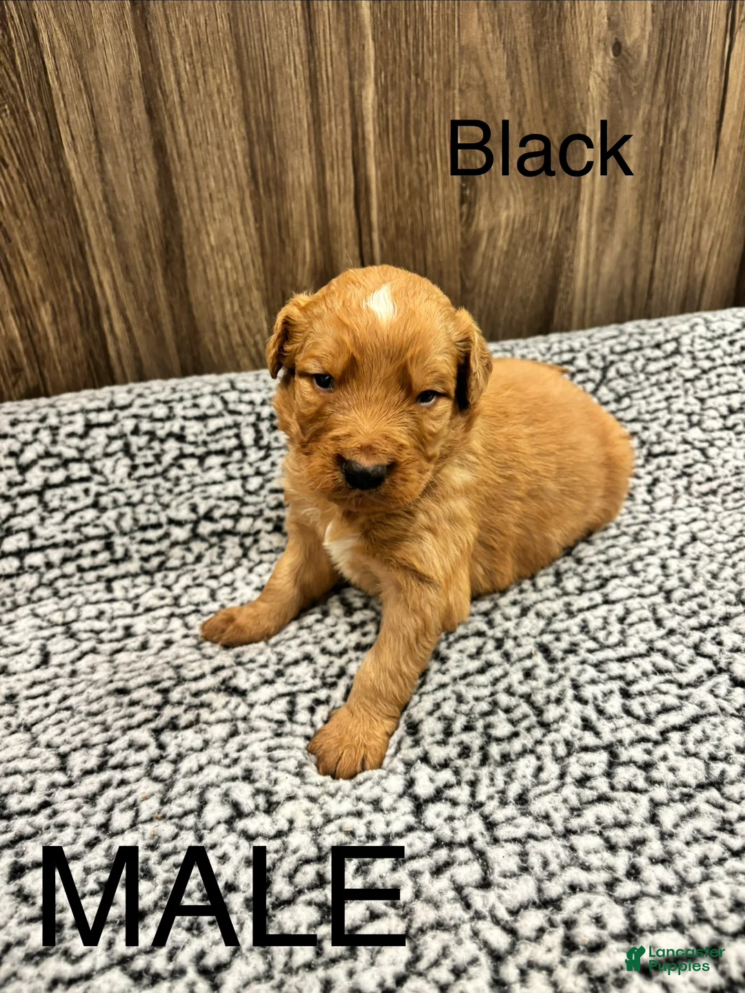 Bernedoodle dogs for sale: Bernedoodle Puppy 1 - Ad 1