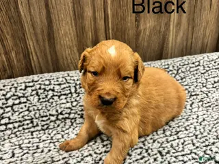 Bernedoodle dogs for sale: Bernedoodle Puppy 1 - Ad 4
