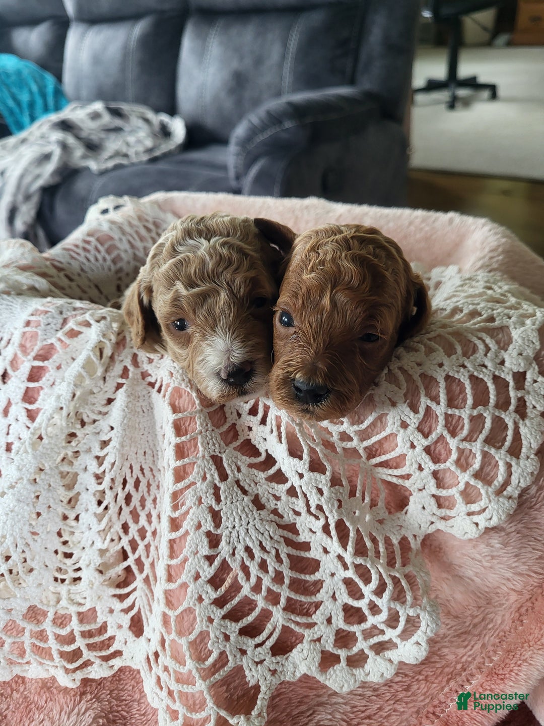 Goldendoodle dogs for sale: Rebekah - Ad 6
