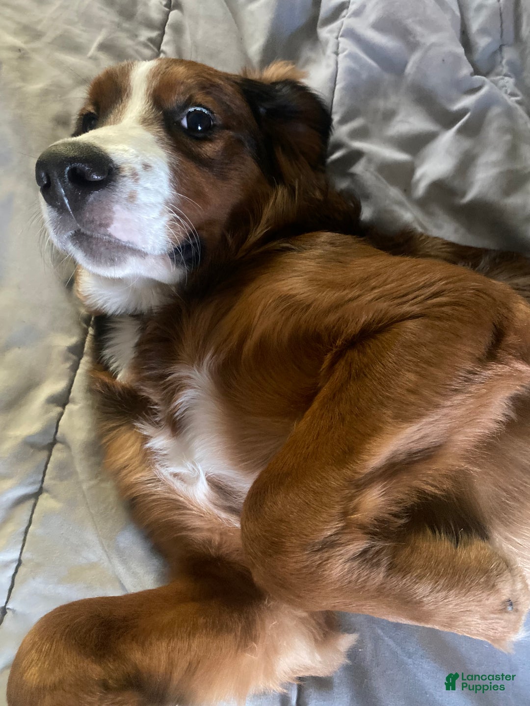 Bernedoodle dogs for sale: Harriet  - Ad 7