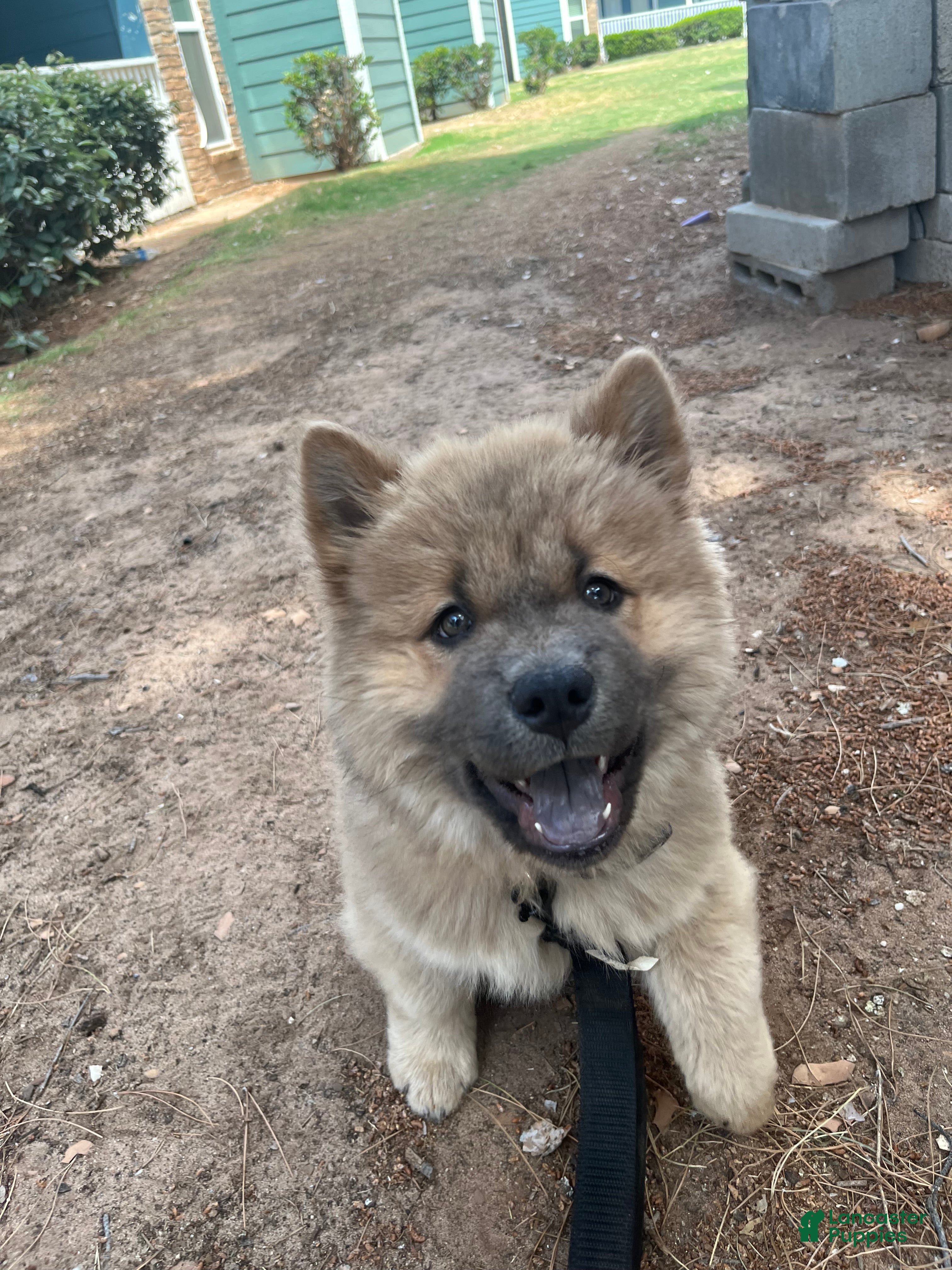 Chow Chow dogs Chow Chow 1 - Ad 26