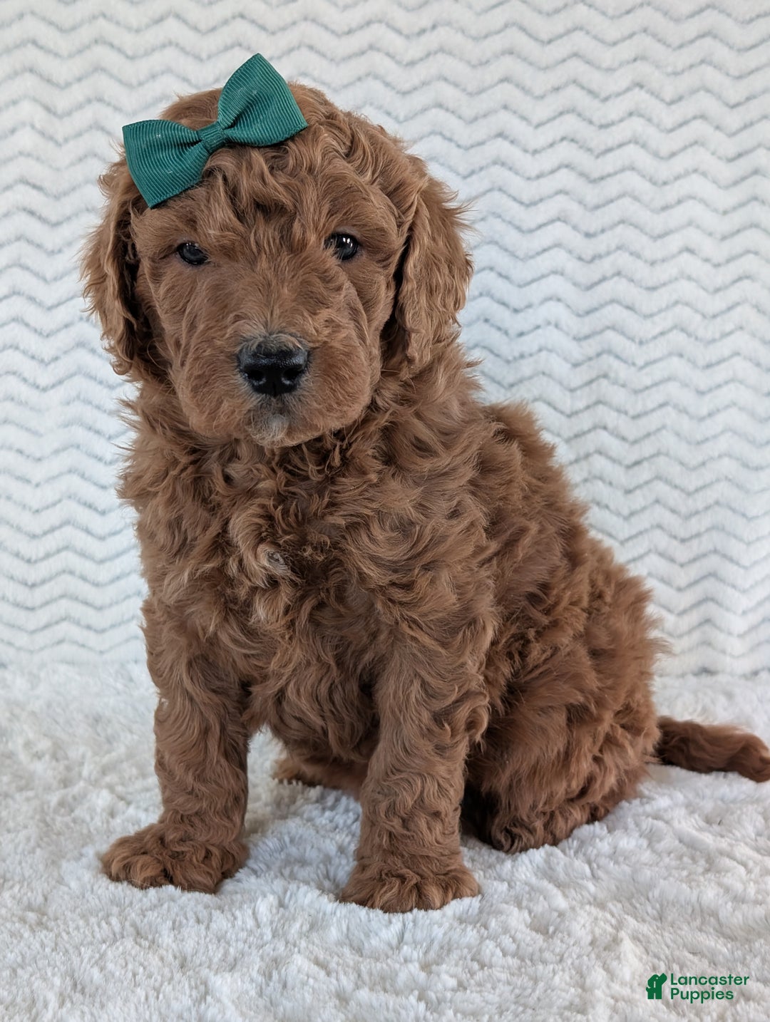 Goldendoodle dogs for sale: Teddy - Ad 14