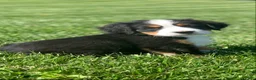 Bernese Mountain Dog dogs for sale: JJ - Ad 1