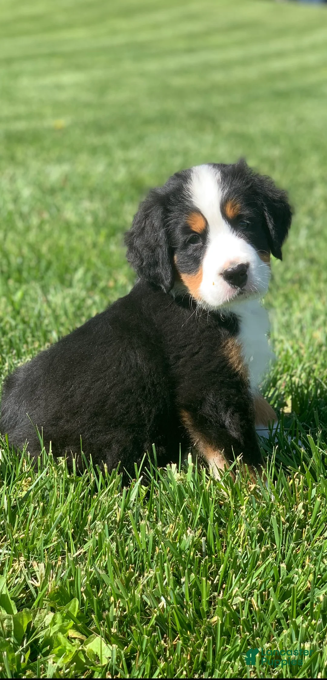 Bernese Mountain Dog dogs for sale: JJ - Ad 1