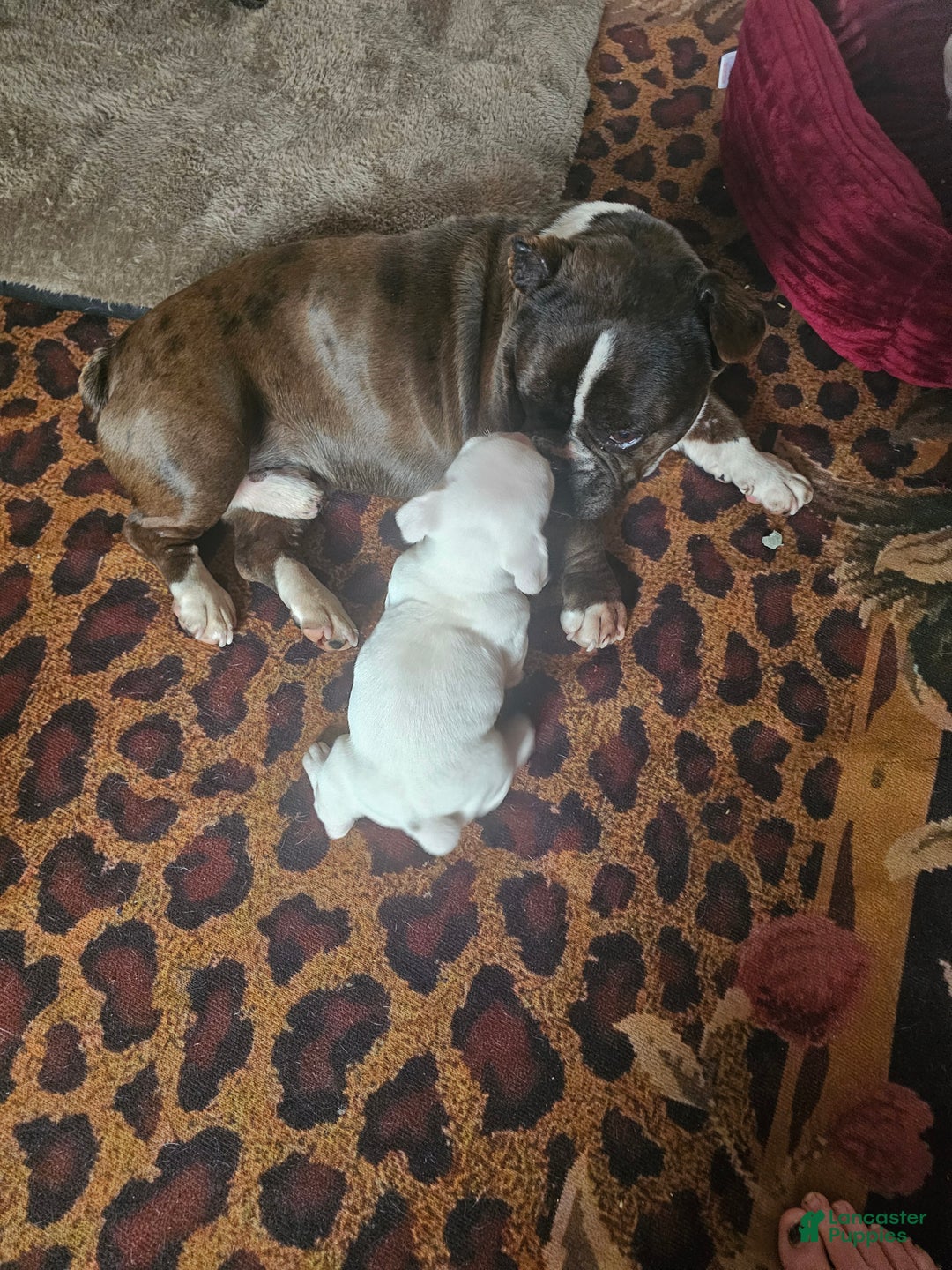 Frenchton dogs for sale: Frenchton Casper  - Ad 10