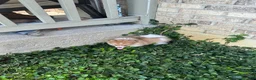 Pomeranian dogs for sale: Pomeranian 3 - Ad 2