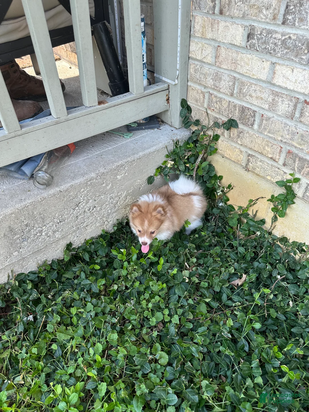 Pomeranian dogs for sale: Pomeranian 3 - Ad 2