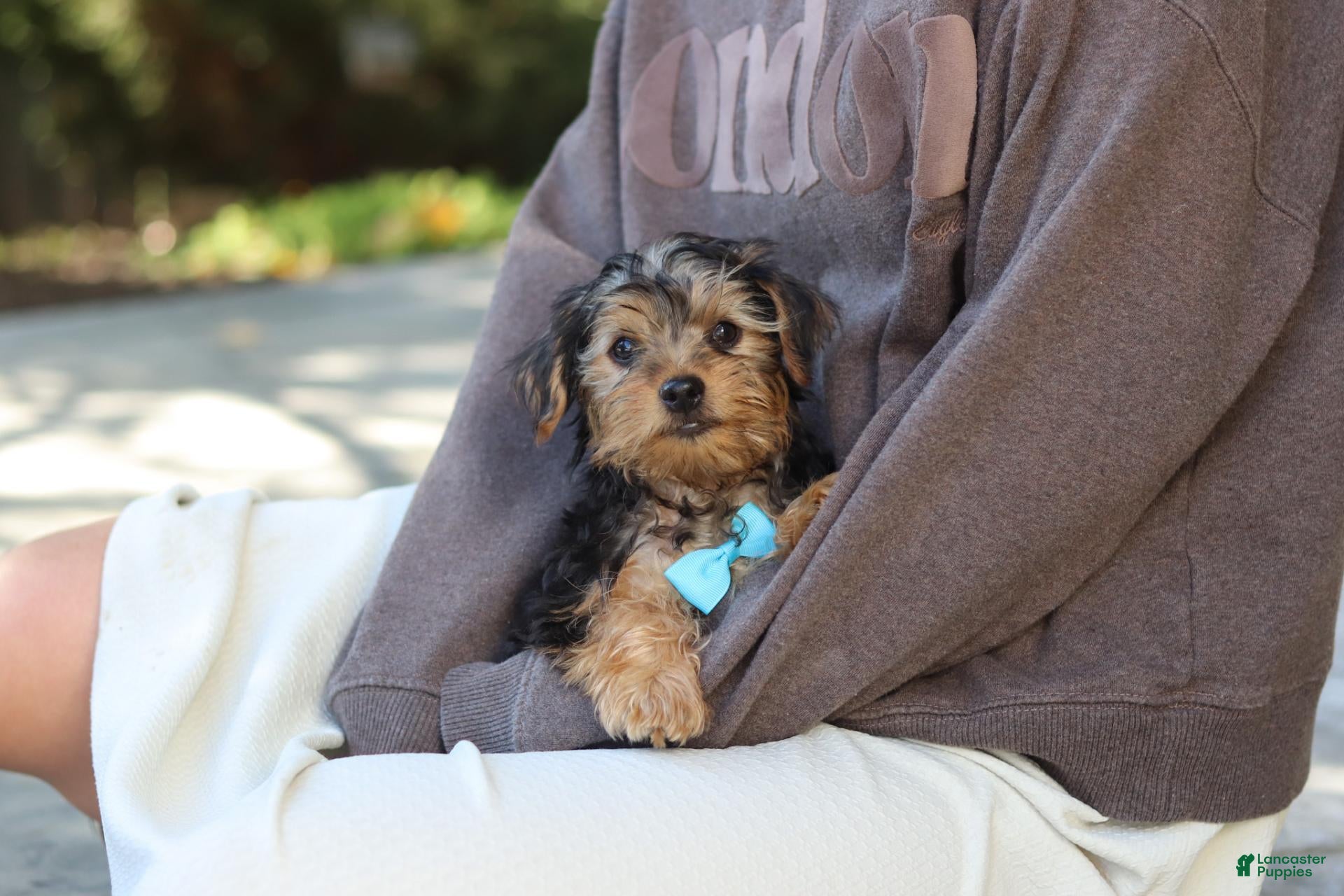 Yorkiepoo dogs Romeo - Ad 2