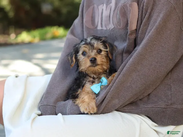 Yorkiepoo dogs Romeo - Ad 2