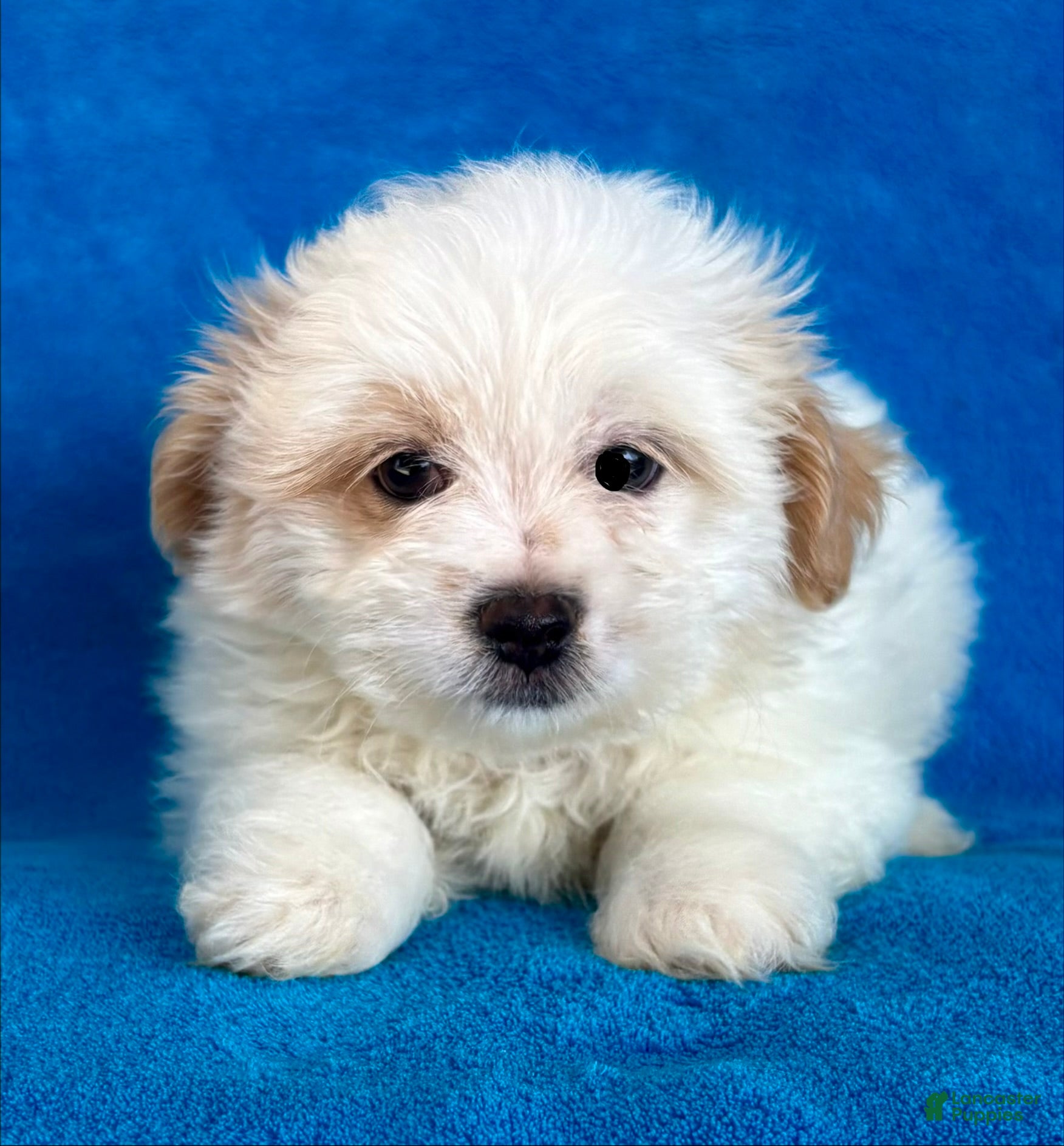 Shih Tzu dogs Shih Tzu 1 - Ad 2