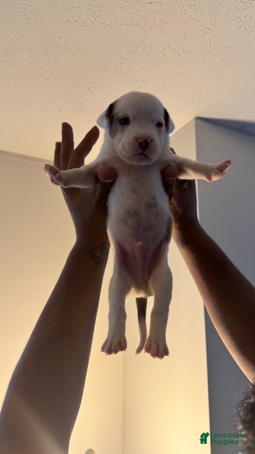 American Bully dogs for sale: American Bully Puppy 3 (Rex) - Ad 8