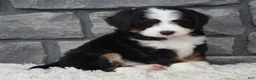 Mini Bernedoodle dogs for sale: Cinnamon  - Ad 9