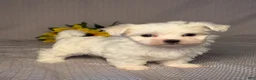 Maltese dogs for sale: Ryder - Ad 3