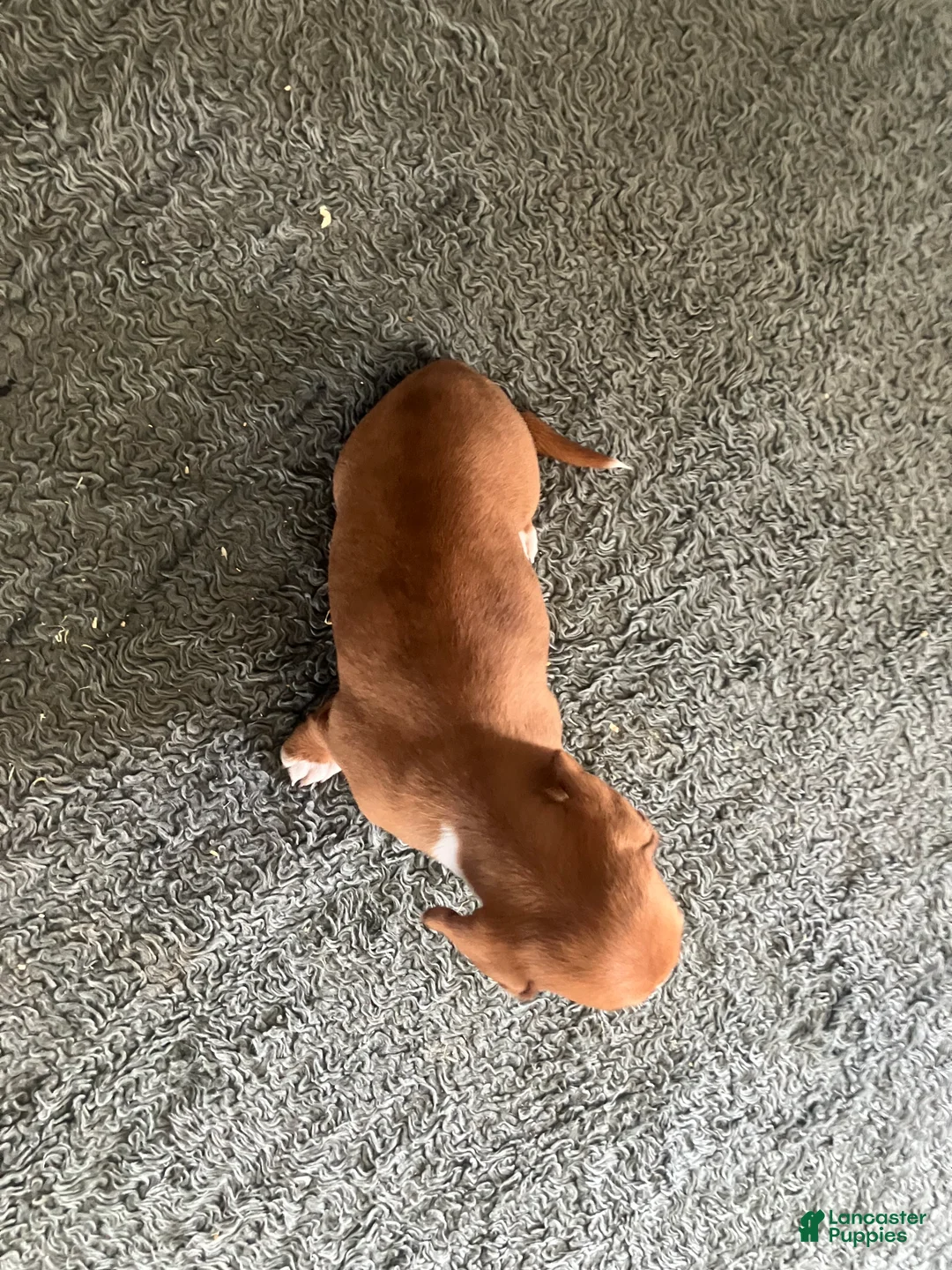 Miniature Dachshund dogs for sale: AKC Katie - Ad 2