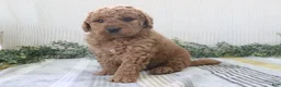 Mini Goldendoodle dogs for sale: Ryan - Ad 3