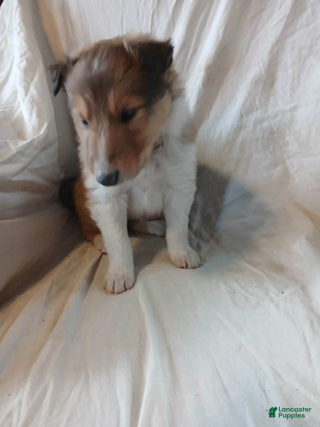 Collie dogs for sale: Ginger - Ad 2