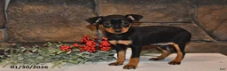 Miniature Pinscher dogs for sale: Annie - Ad 1