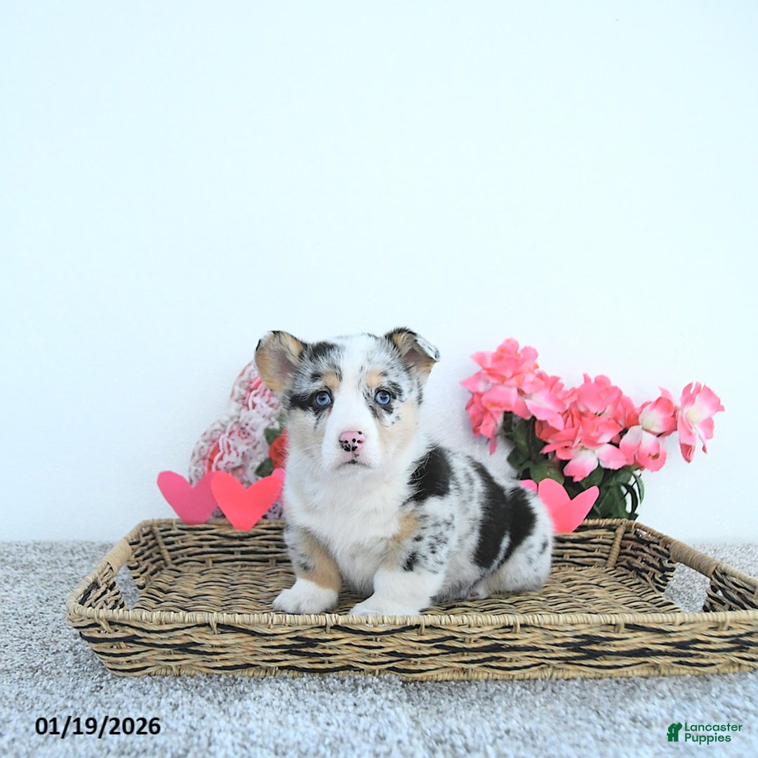 Welsh Corgi Pembroke dogs for sale: Rusty - Ad 2