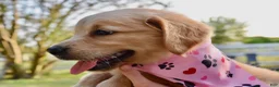 Golden Retriever dogs for sale: Pink Girl 4 - Ad 43