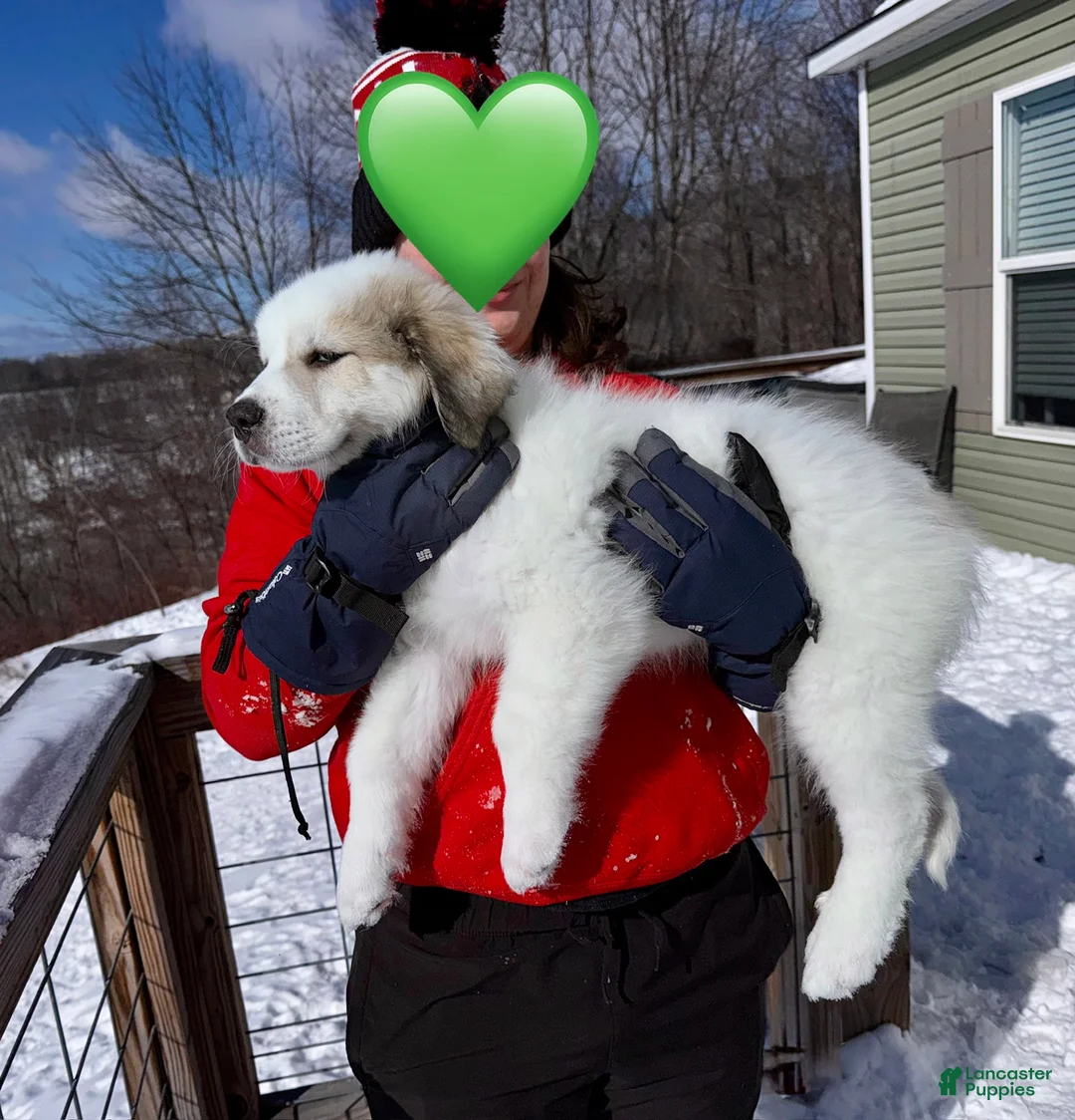 Great Pyrenees dogs for sale: Great Pyrenees Puppy 2 - Ad 1