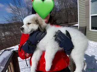 Great Pyrenees dogs Great Pyrenees Puppy 2 - Ad 16
