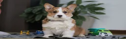 Welsh Corgi Pembroke dogs for sale: Jack - Ad 1