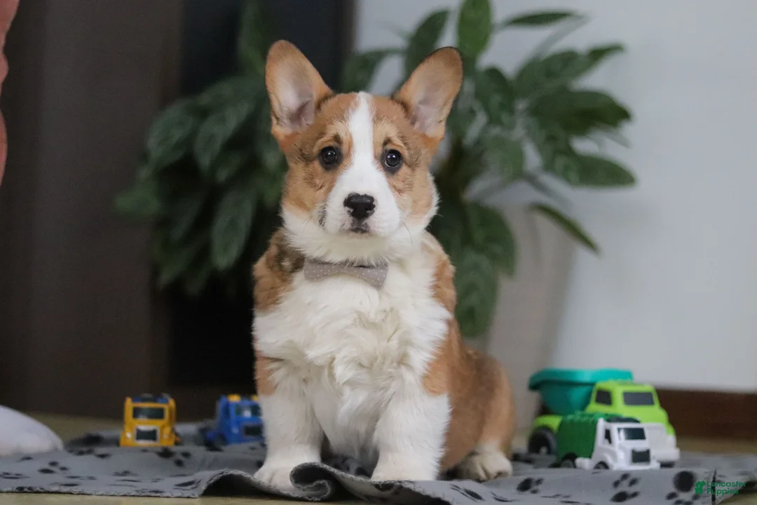 Welsh Corgi Pembroke dogs for sale: Jack - Ad 1