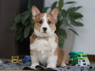 Welsh Corgi Pembroke dogs Jack - Ad 1